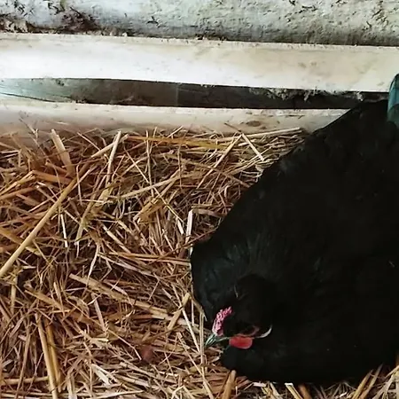 Agricamping Ponteraggio N.1 * Dolceacqua