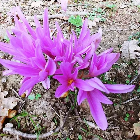 Agricamping Ponteraggio N.1 Campingplatz *