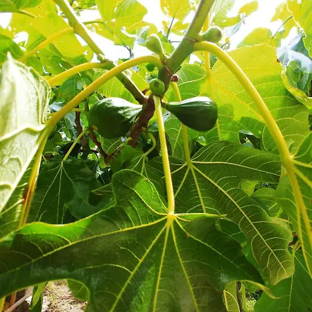 Agricamping Ponteraggio N.1