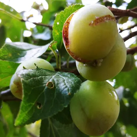 Agricamping Ponteraggio N.1 Dolceacqua
