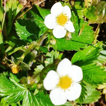 Campingplatz Agricamping Ponteraggio N.1 *