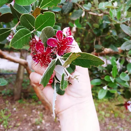 Agricamping Ponteraggio N.1 *