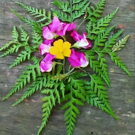 Agricamping Ponteraggio N.1 * Dolceacqua