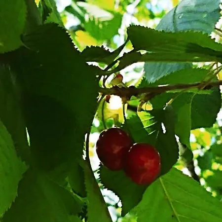 Agricamping Ponteraggio N.1 * 多尔切阿夸
