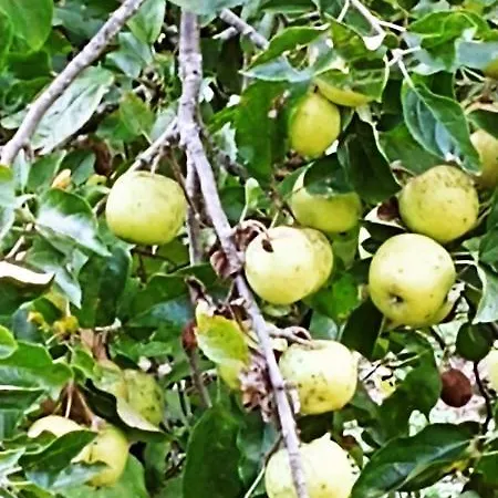 Campingplatz Agricamping Ponteraggio N.1 *