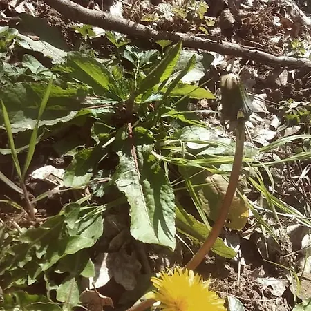 Agricamping Ponteraggio N.1 * Dolceacqua