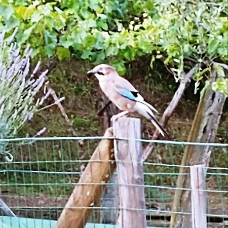 Agricamping Ponteraggio N.1 *