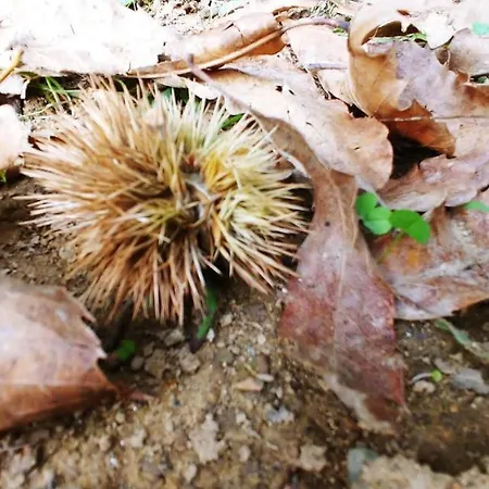 Agricamping Ponteraggio N.1 Campingplads