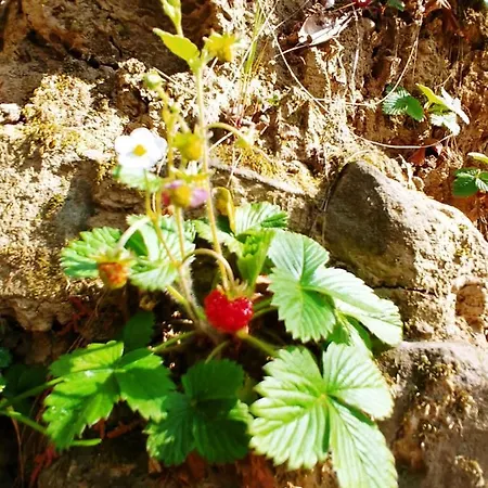 Agricamping Ponteraggio N.1 Kamp alanı