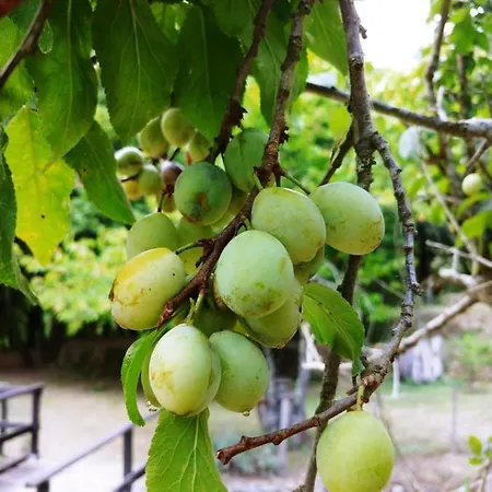 Agricamping Ponteraggio N.1 Kamp alanı *