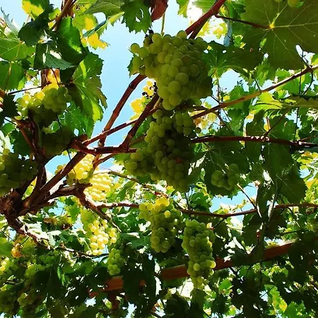 Agricamping Ponteraggio N.1 Kamp alanı Dolceacqua