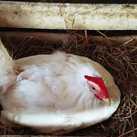 Agricamping Ponteraggio N.1 *