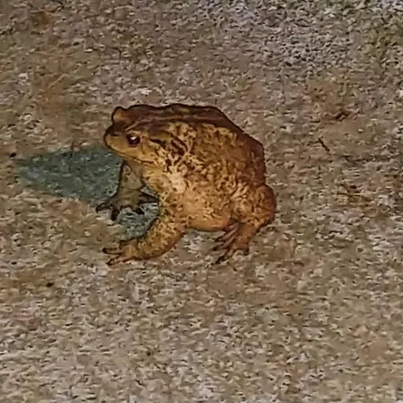 Agricamping Ponteraggio N.1 Campingplads