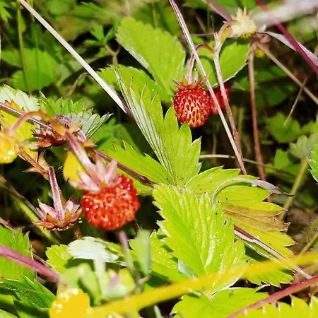 Agricamping Ponteraggio N.1 キャンプ場 ドルチェアックア