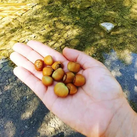 Agricamping Ponteraggio N.1 Kamp alanı