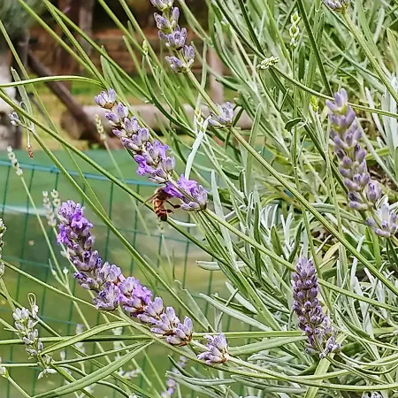 Campingplads Agricamping Ponteraggio N.1