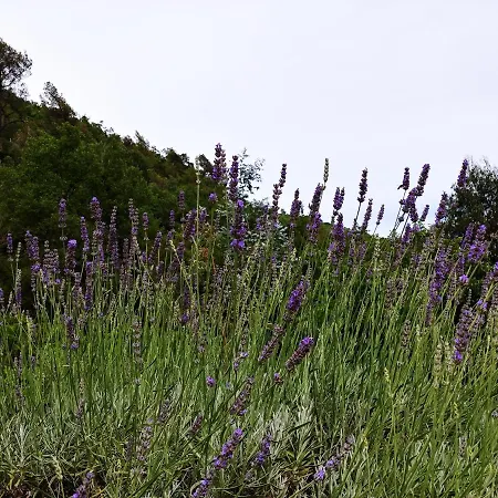 Campingplads Agricamping Ponteraggio N.1