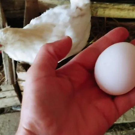 Agricamping Ponteraggio N.1 Kamp alanı