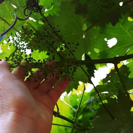 Agricamping Ponteraggio N.1 ドルチェアックア