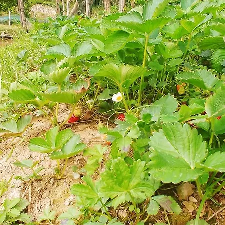 Agricamping Ponteraggio N.1