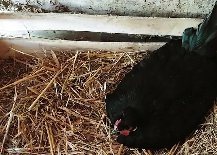 Agricamping Ponteraggio N.1 * Dolceacqua