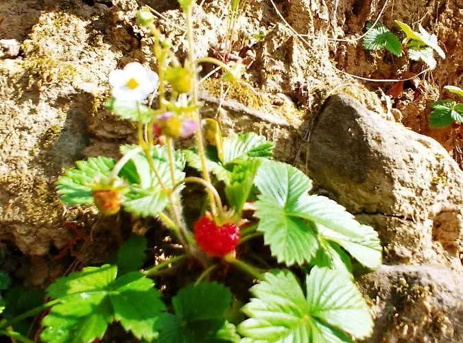 Agricamping Ponteraggio N.1 Kemp