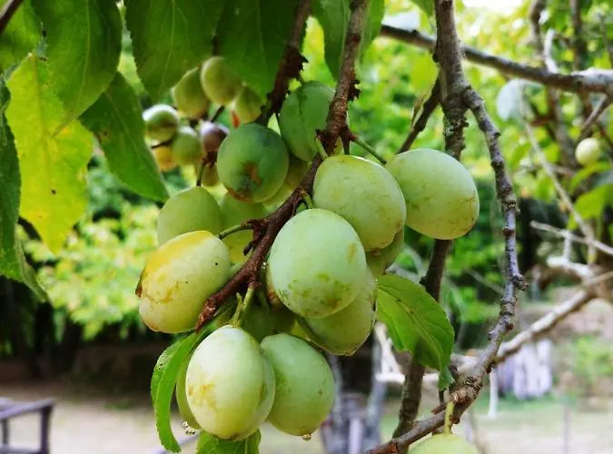 Agricamping Ponteraggio N.1 Kemp *