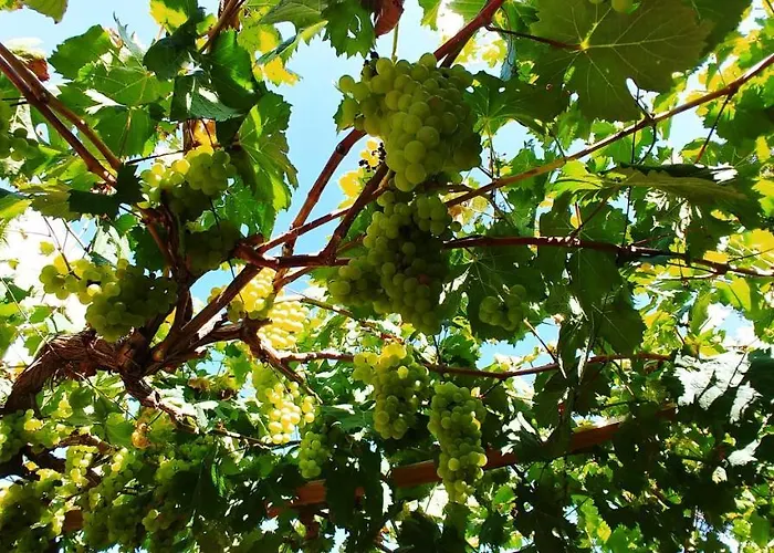 Agricamping Ponteraggio N.1 Kemp Dolceacqua