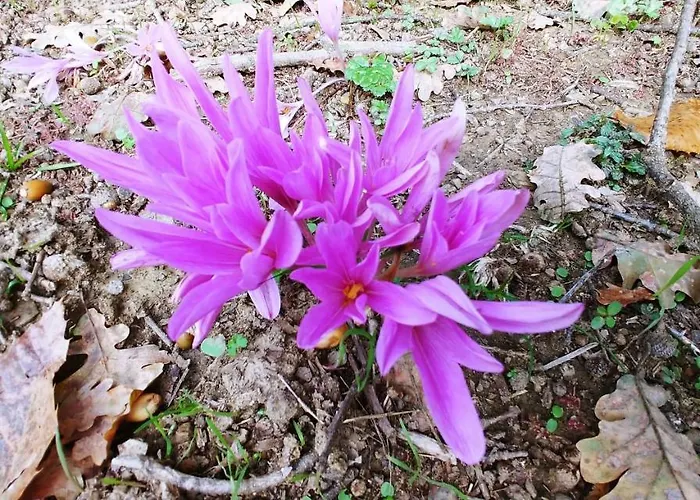 Agricamping Ponteraggio N.1 Kemp *