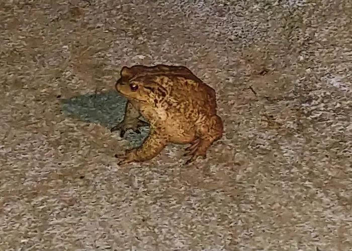 Agricamping Ponteraggio N.1 Kemp