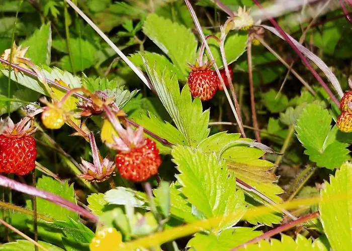 Agricamping Ponteraggio N.1 Kemp Dolceacqua