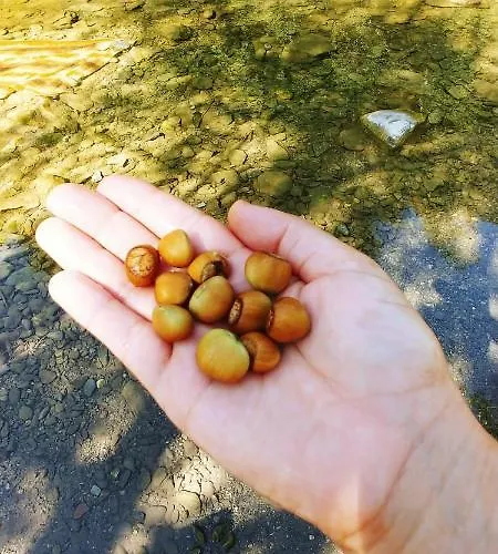 Agricamping Ponteraggio N.1 Kemp