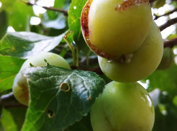 Agricamping Ponteraggio N.1 Dolceacqua
