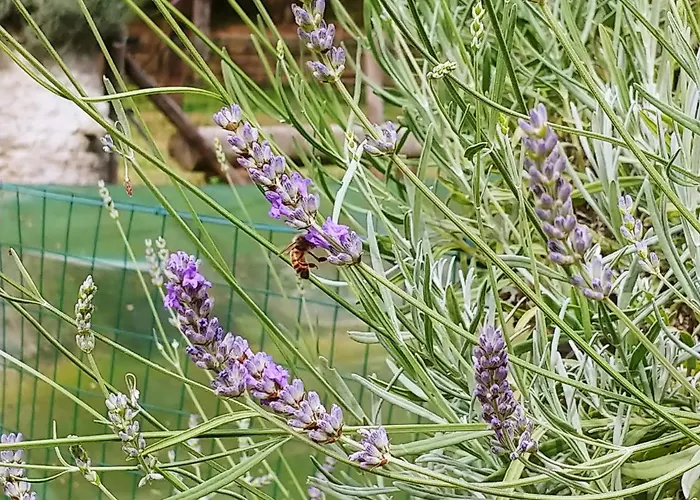 Kemp Agricamping Ponteraggio N.1