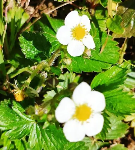 Kemp Agricamping Ponteraggio N.1 *