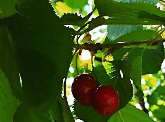 Agricamping Ponteraggio N.1 * Dolceacqua