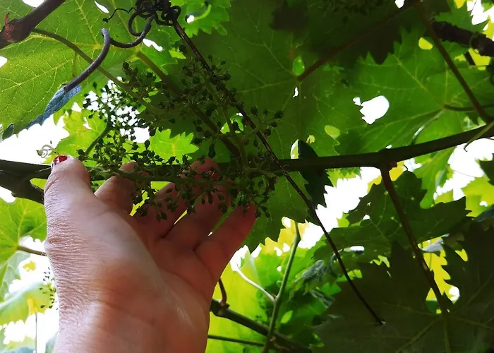 Agricamping Ponteraggio N.1 Dolceacqua