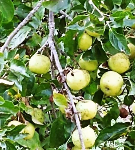 Kemp Agricamping Ponteraggio N.1 *