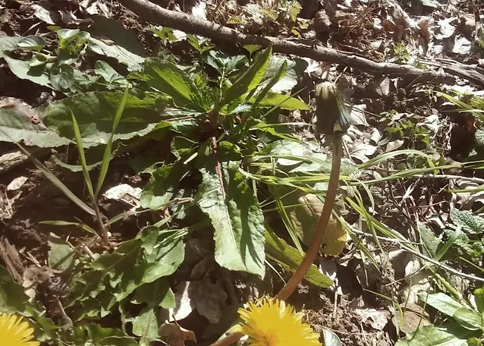 Agricamping Ponteraggio N.1 * Dolceacqua