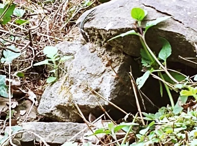 Agricamping Ponteraggio N.1 Dolceacqua