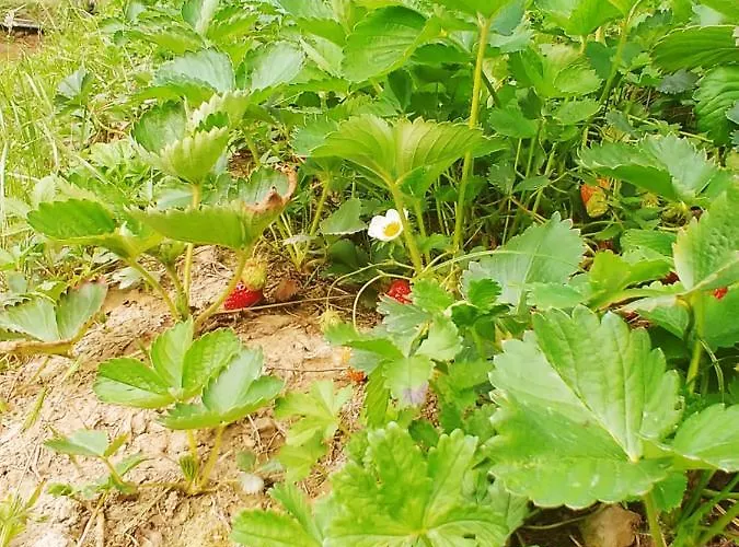 Agricamping Ponteraggio N.1